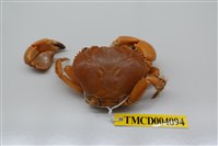 藏品(光手酋婦蟹)的圖片